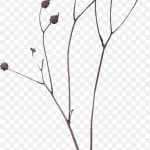 花卉背景素材创意花卉图片 透明背景PNG