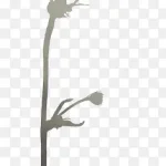 花卉矢量素材花卉图案 透明背景PNG