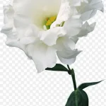 花卉插画花卉图案素材 PNG素材下载