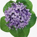 ps花卉素材花卉素材 透明背景PNG