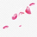 撒花撒花庆祝庆祝 高清PNG