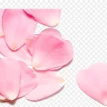 桃花撒花庆祝 PNG素材下载