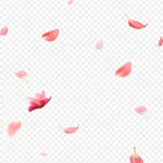 花瓣撒花庆祝 透明背景PNG