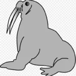 海象剪贴画 高清PNG