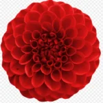 剪贴画秋花 透明背景PNG