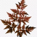 秋天的蕨类植物剪贴画 PNG素材下载