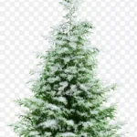 雪中松树剪贴画 免费PNG素材