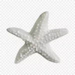 白色海星剪贴画 高清PNG