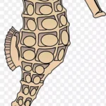 长颈鹿剪贴画 高清PNG