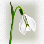 冬日雪花花剪贴画 透明背景PNG