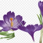 花朵手绘花朵卡通 免费PNG素材