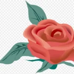 花朵分割线可爱花朵 高清PNG