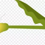 精美植物花朵设计 免费PNG素材