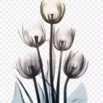 白色花朵 高清PNG