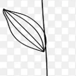 手绘花朵卡通花朵 高清PNG