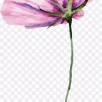 缤纷花朵玫瑰花花朵 透明背景PNG