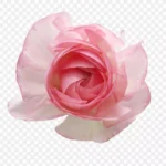 粉红色花朵 PNG素材下载