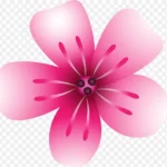 粉色花朵 透明背景PNG