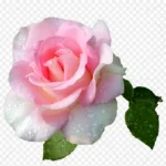 粉红花朵 免费PNG素材