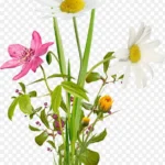 花朵绿色花朵彩绘花朵 免费PNG素材