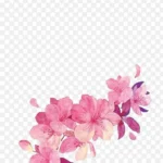 花朵粉红花朵彩绘花朵 高清PNG