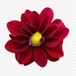 花朵红色花朵彩绘花朵 PNG素材下载