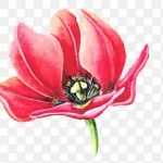 花朵彩绘花朵红色花朵 免费PNG素材