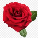 花朵古风花朵红色花朵 免费PNG素材