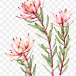 粉色花朵装饰 高清PNG