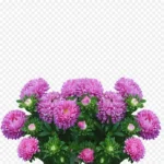 紫色花朵 高清PNG