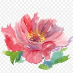 水彩花朵 透明背景PNG