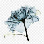 蓝色花朵 高清PNG