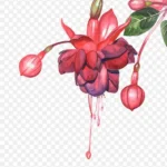 红色花朵 免费PNG素材