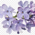紫色花朵 高清PNG