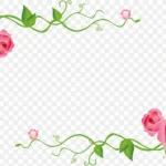 花朵边框 透明背景PNG