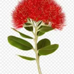 花朵红色花朵 高清PNG