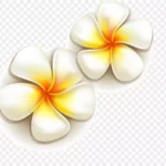 矢量白色花朵 免费PNG素材