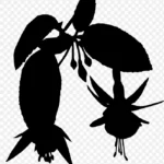 植物剪影花卉叶子 高清PNG