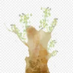 手绘森林创意设计树木 高清PNG